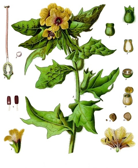 Hyoscyamus niger (Henbane)