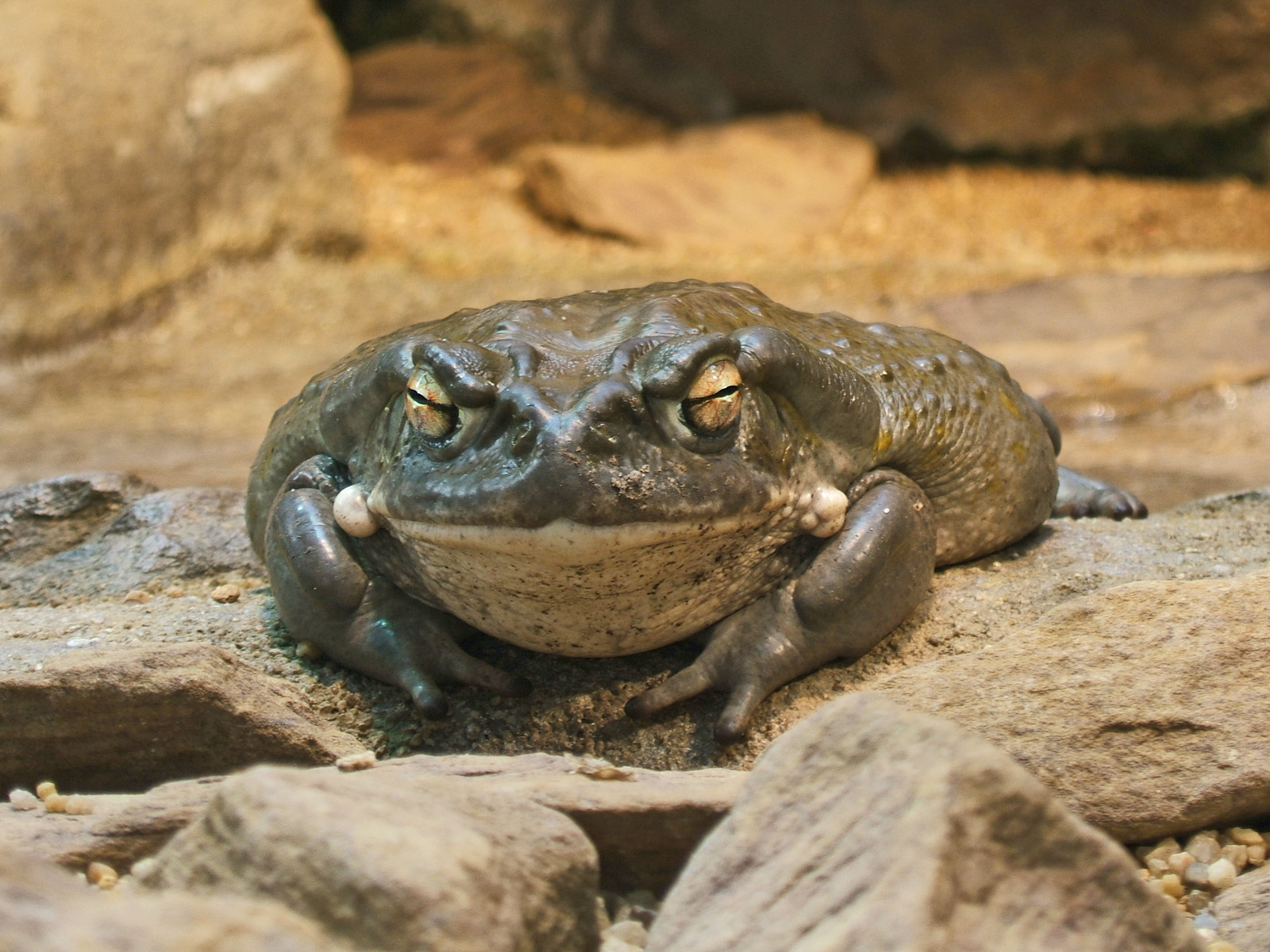 Incilius alvarius (Sonoran Desert Toad)