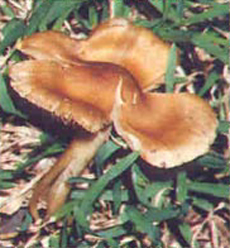 Inocybe aeruginascens (Aeruginous Fibrecap)