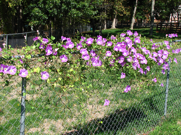 ipomoea tricolor