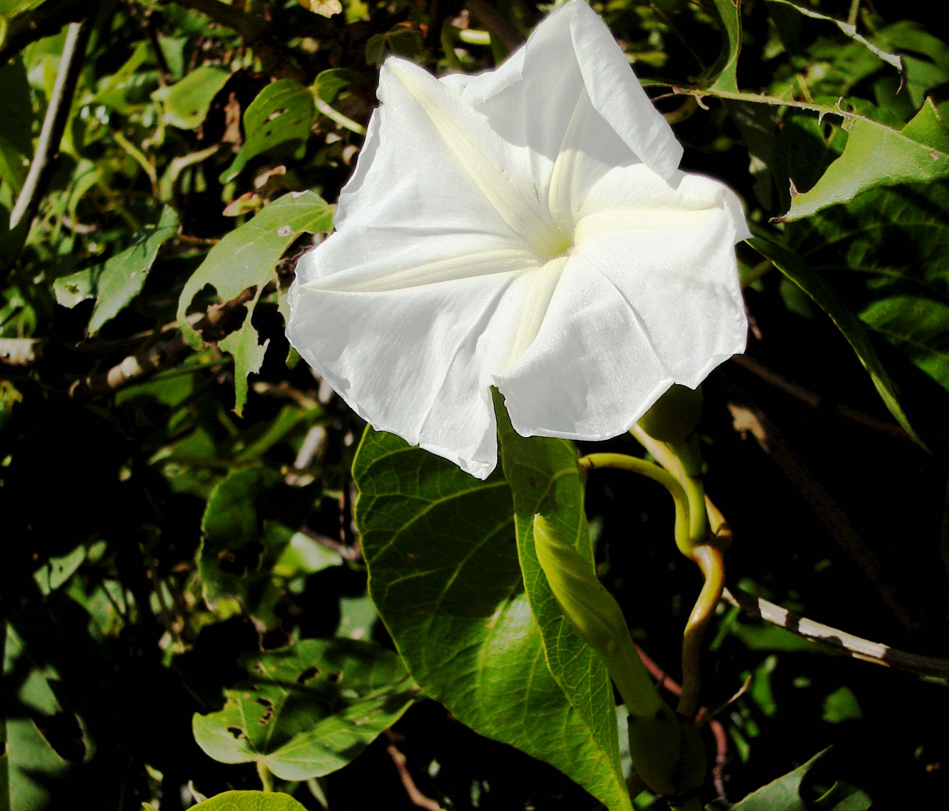 Ipomoea violacea (Mexican Morning Glory)