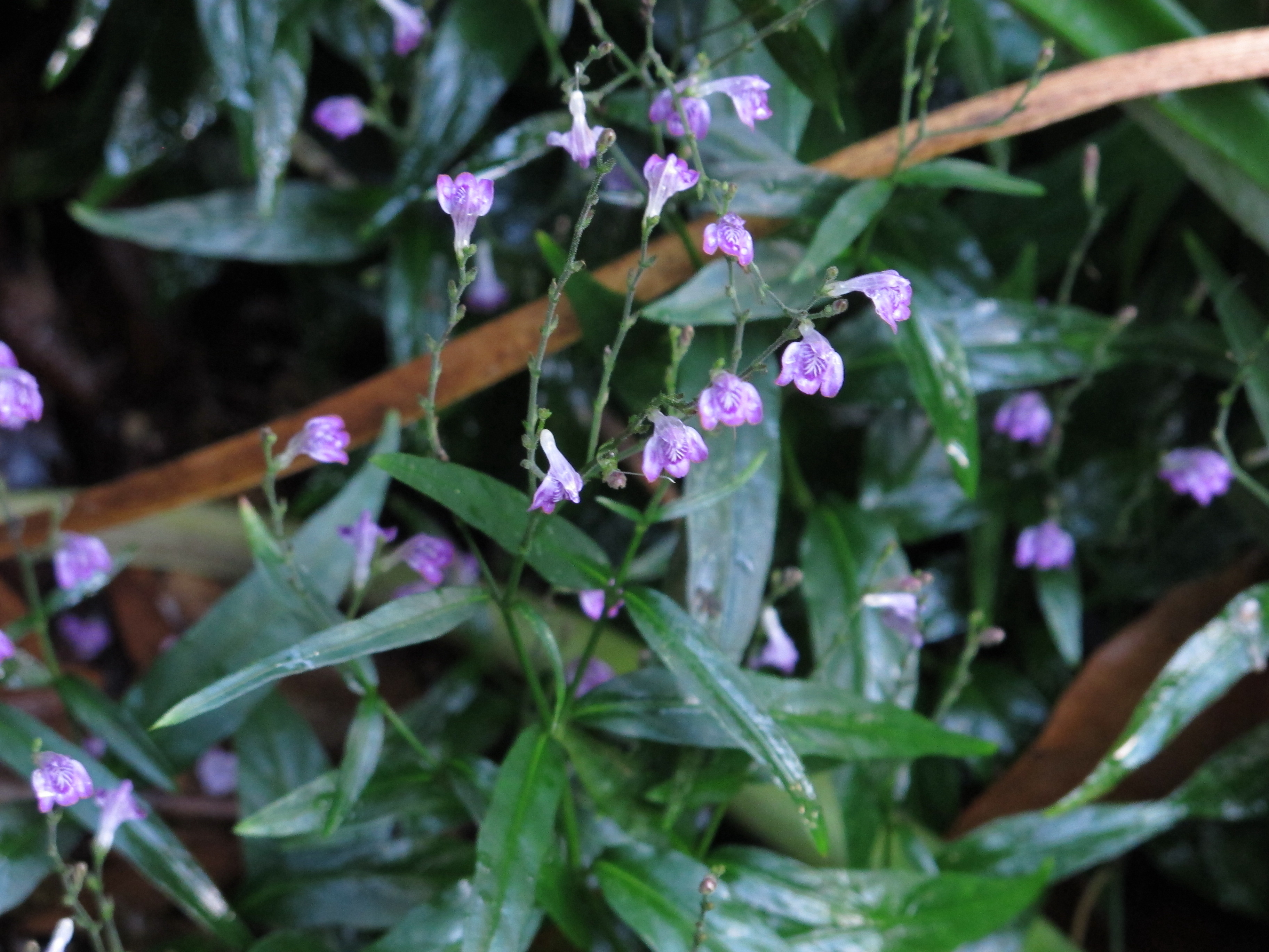 Justicia pectoralis (Chacruna Paraense)