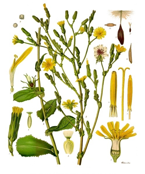 Lactuca virosa (Wild Lettuce)