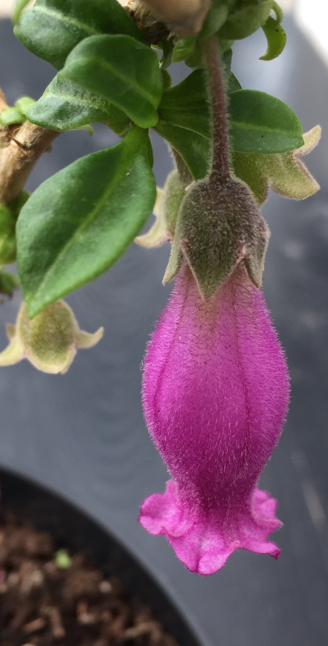 Latua pubiflora (Latué)