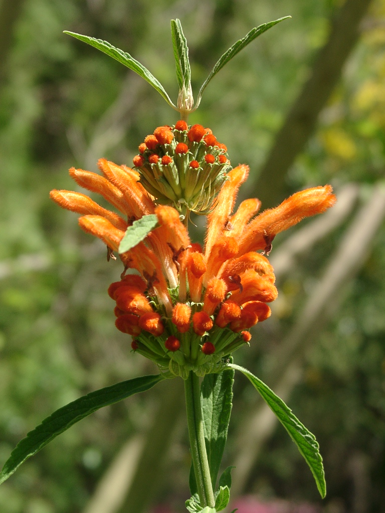 leonotis leonurus