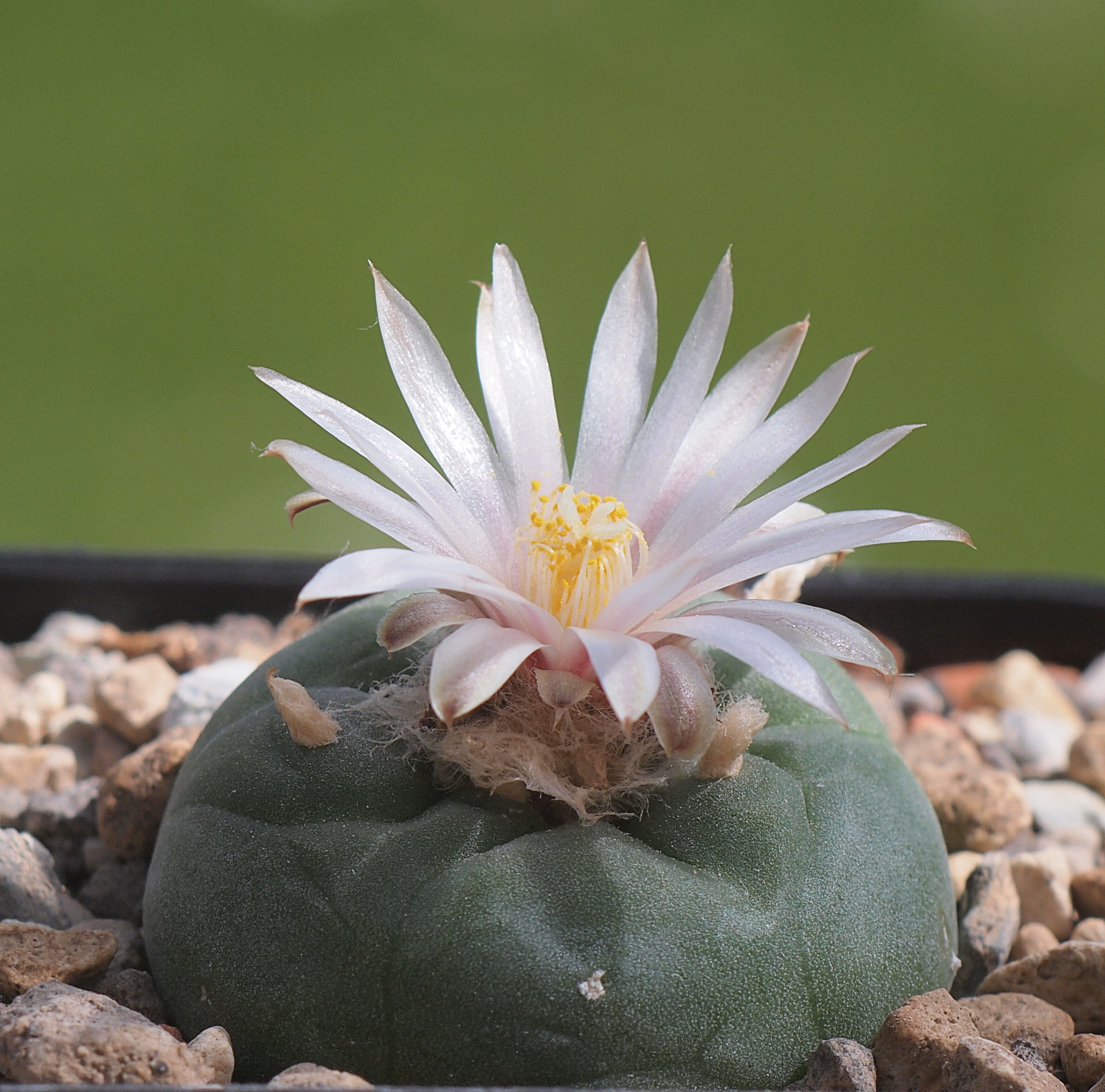 Lophophora diffusa (False Peyote)