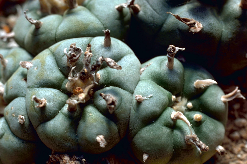 Lophophora williamsii (Peyote)
