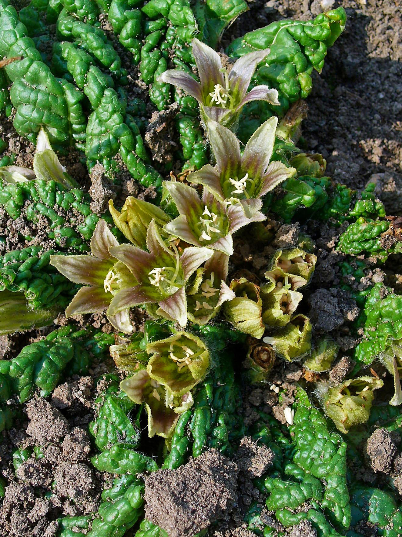 mandragora officinarum