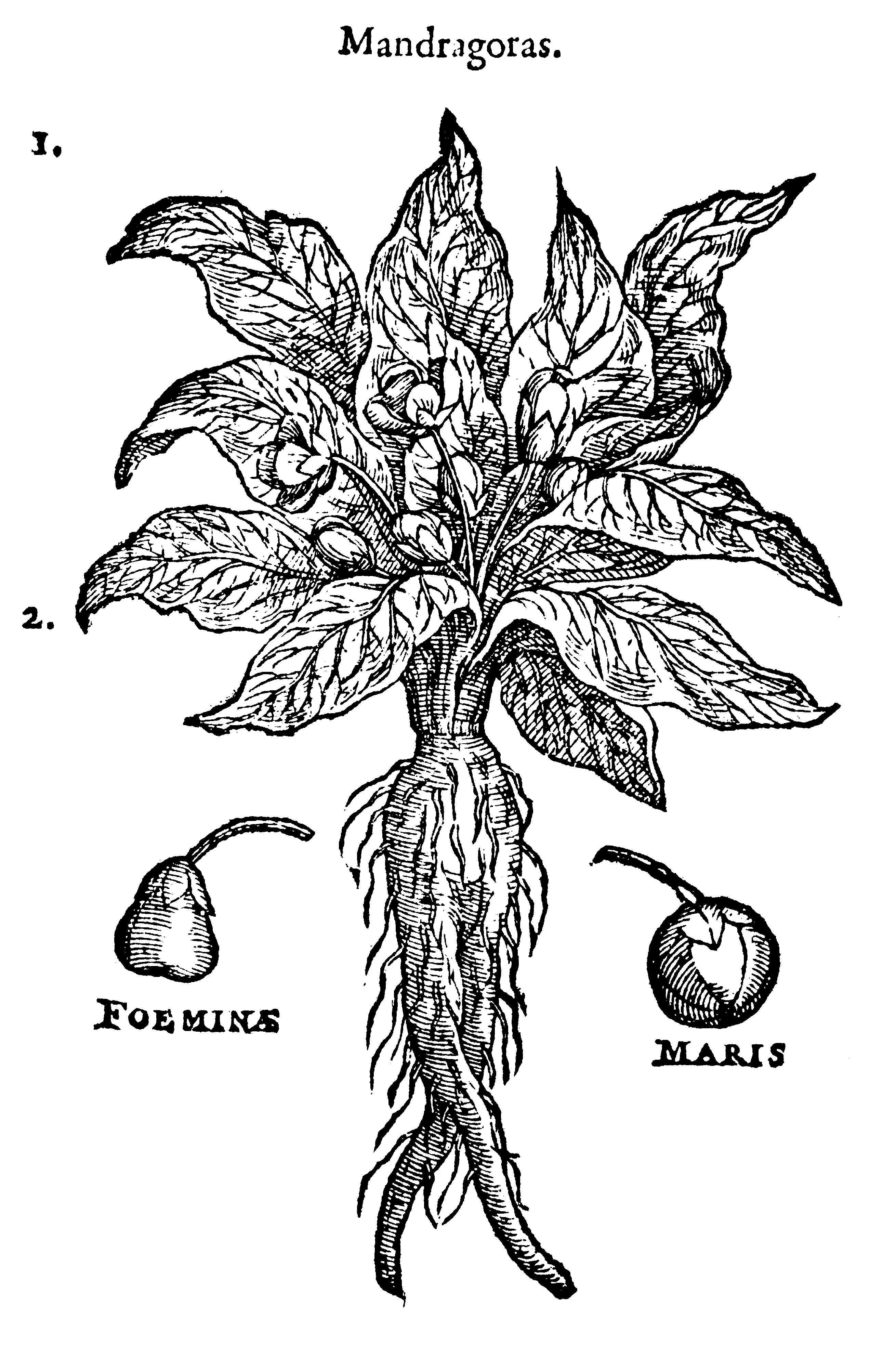 mandragora officinarum