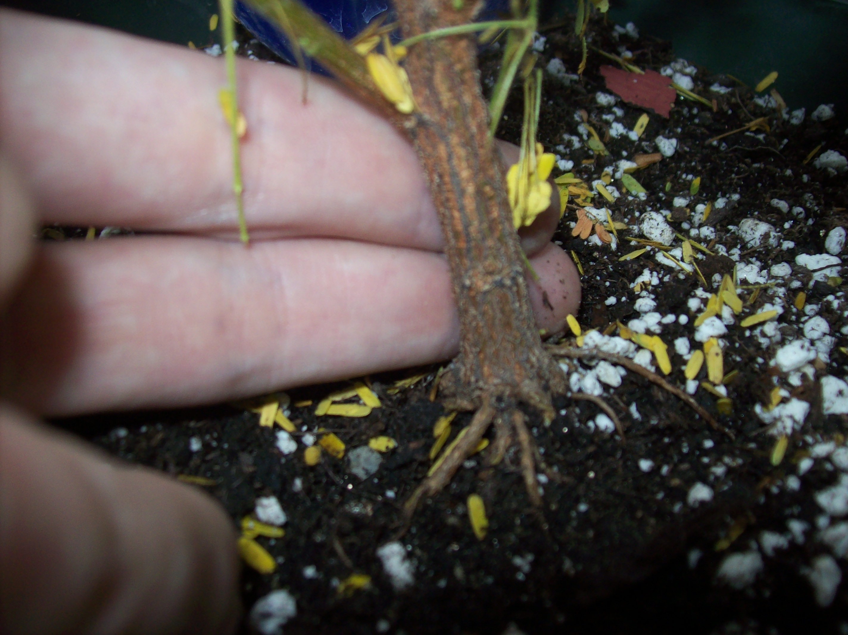 mimosa tenuiflora