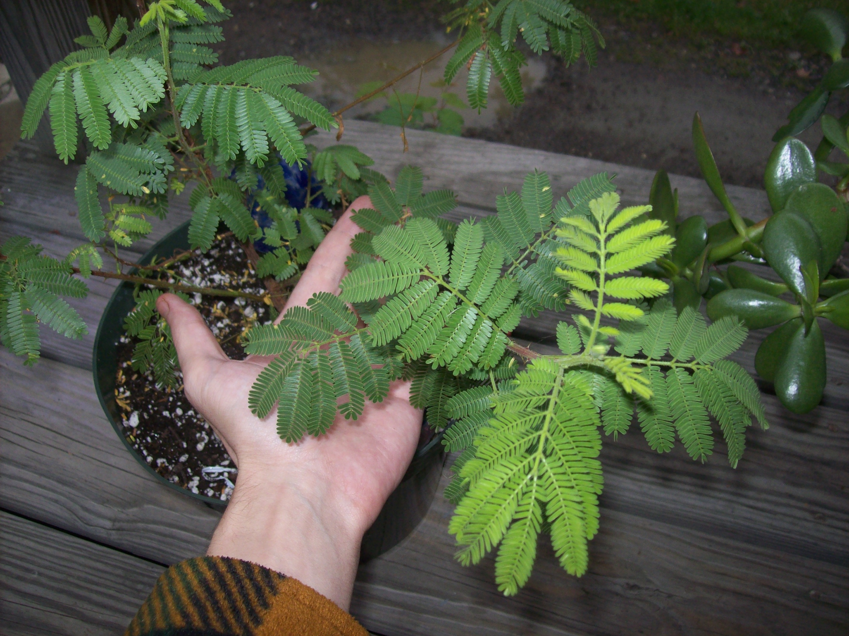 Mimosa tenuiflora (Jurema)