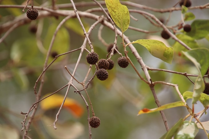 Mitragyna africana (African kratom) observed in Niamina East, Gambia