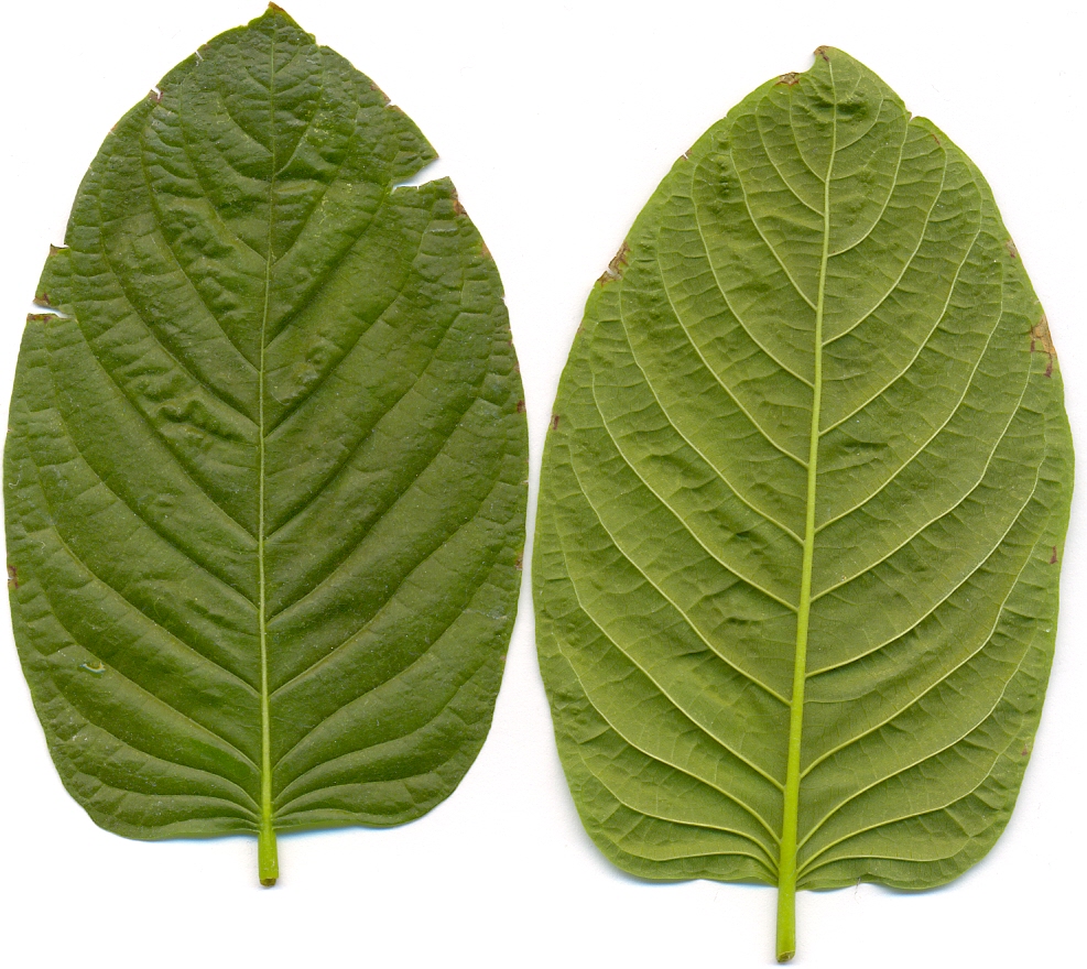 mitragyna speciosa