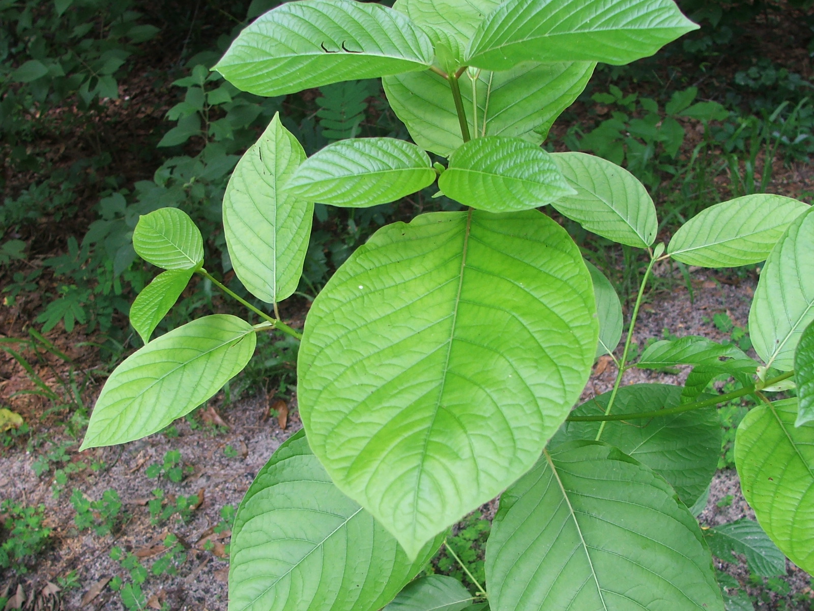 Mitragyna speciosa (Kratom)