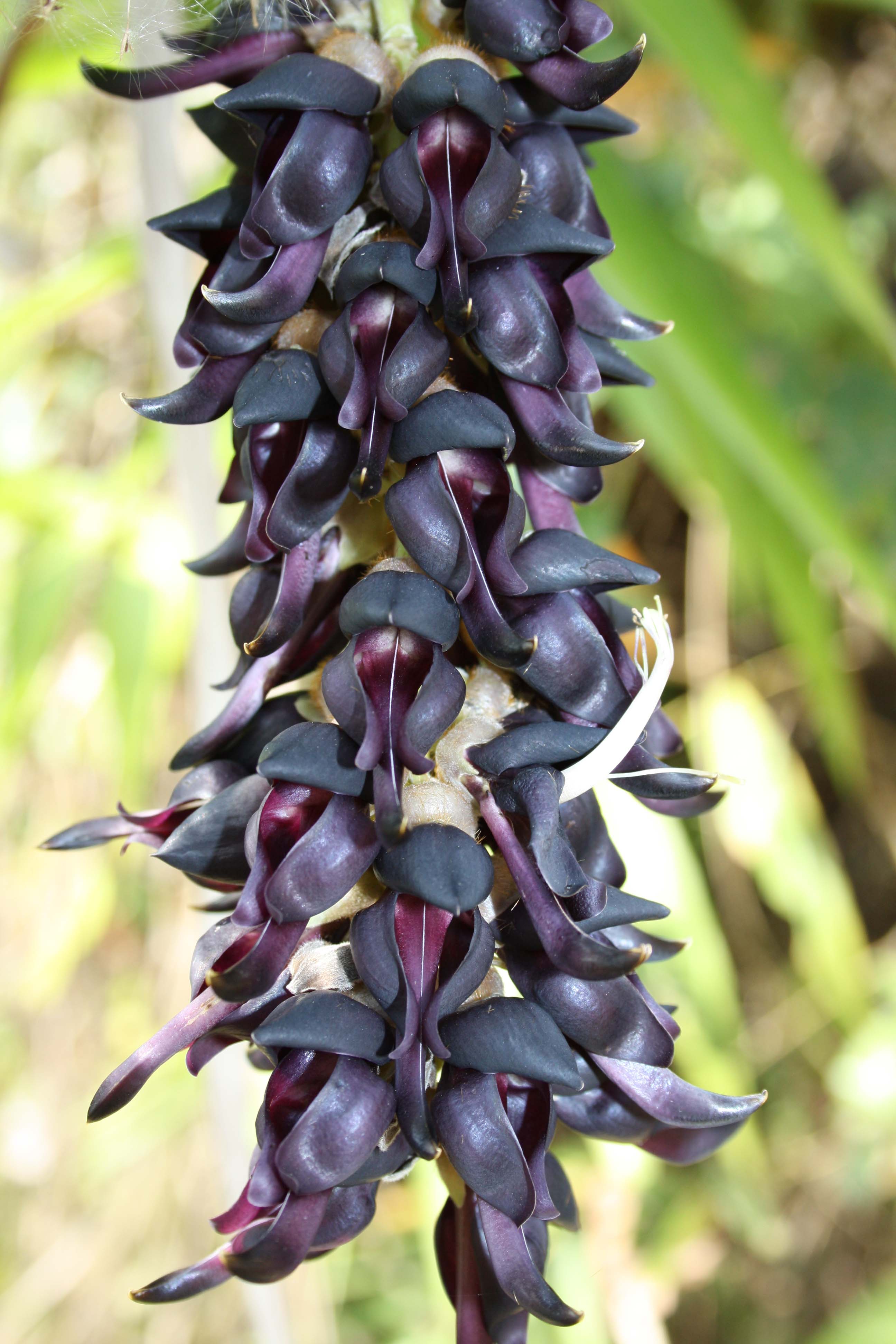 Mucuna pruriens (Velvet Bean)