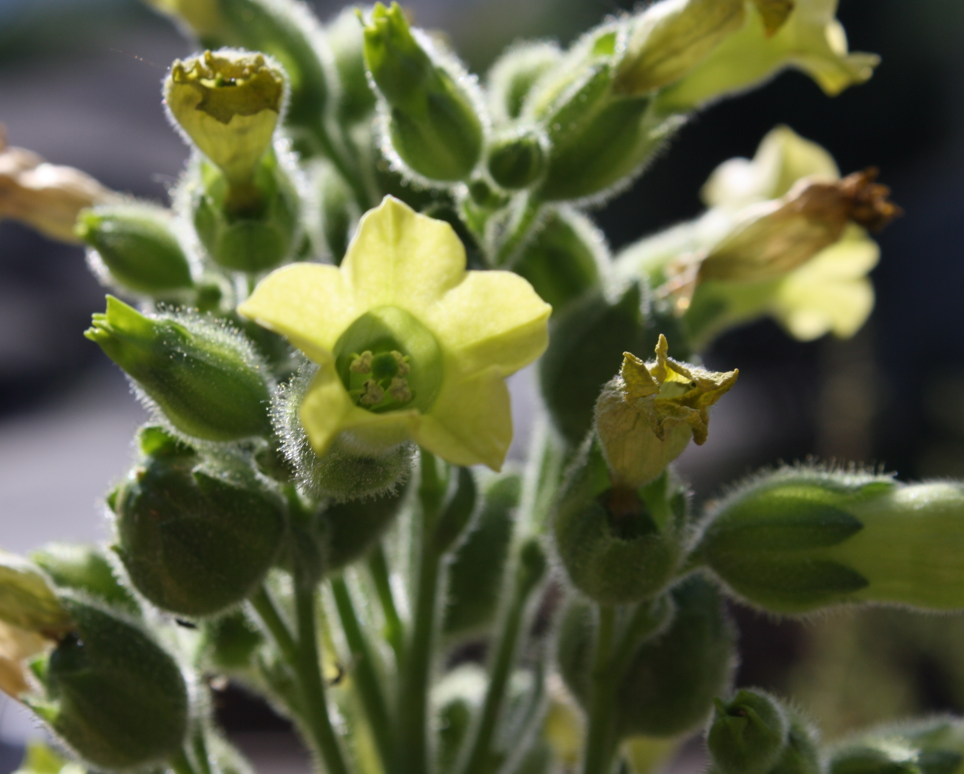 nicotiana rustica