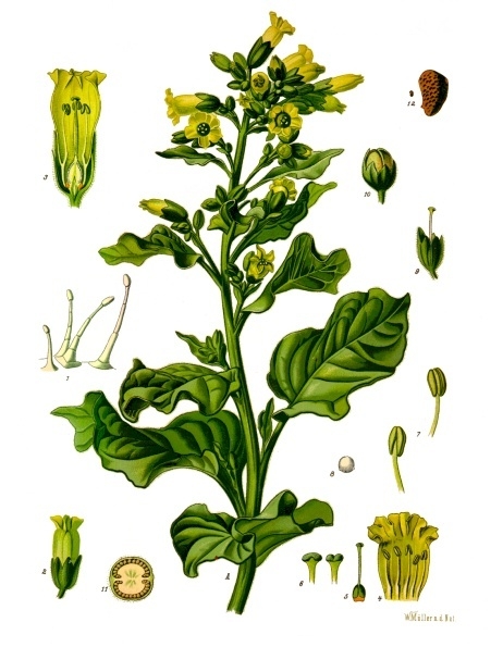 Nicotiana rustica (Mapacho)