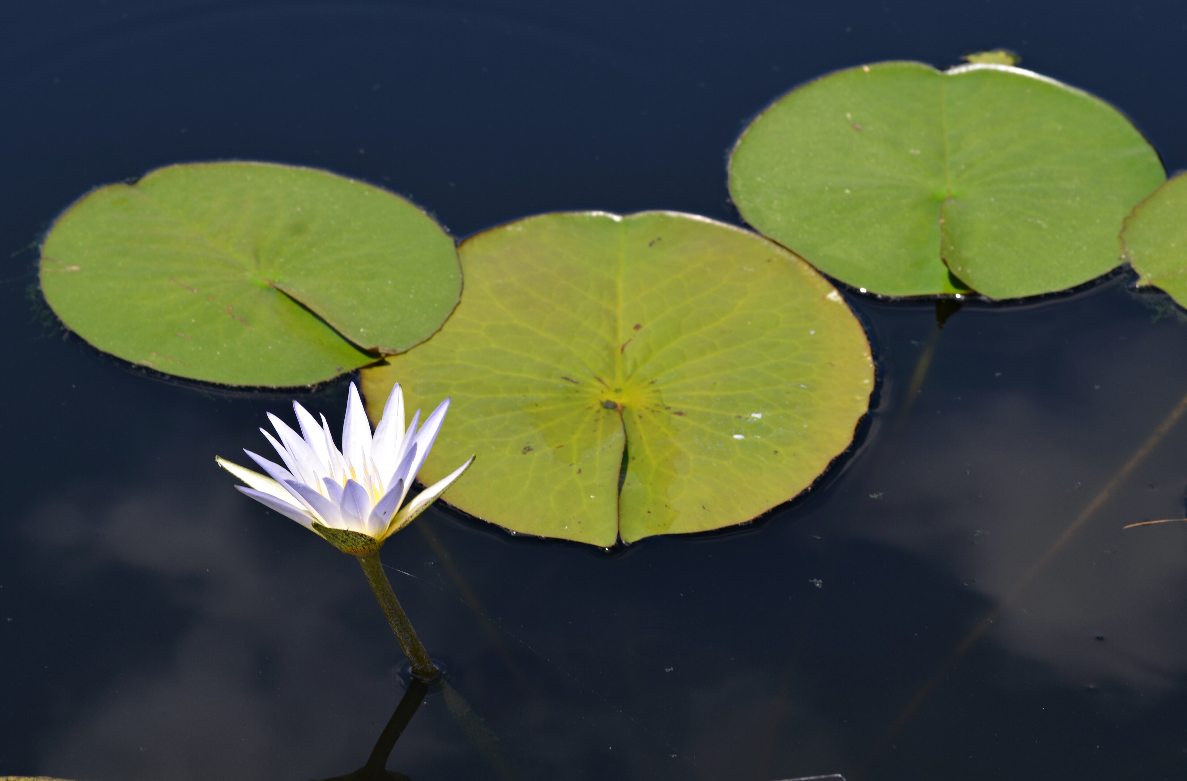Nymphaea caerulea (Blue Lotus)