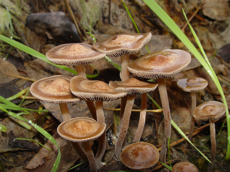 Panaeolus cinctulus (Banded Mottlegill)