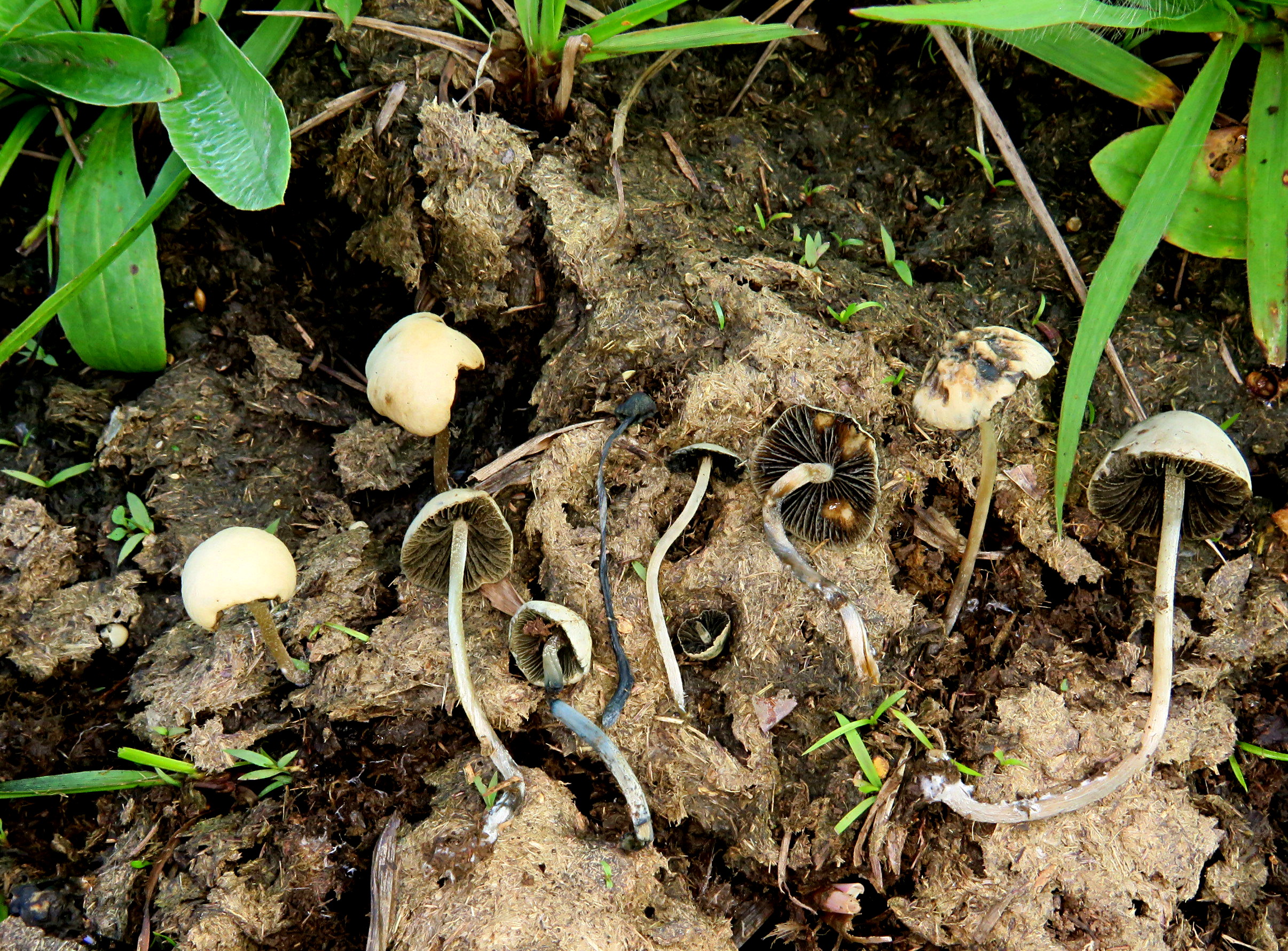 panaeolus cyanescens