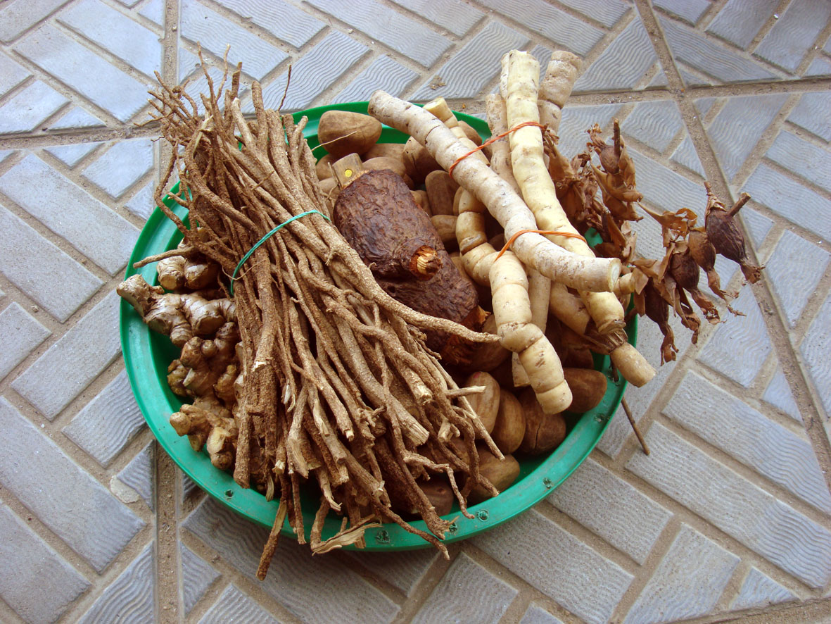 Pausinystalia johimbe (Yohimbe) — pau de cabinda