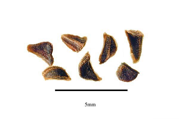 peganum harmala