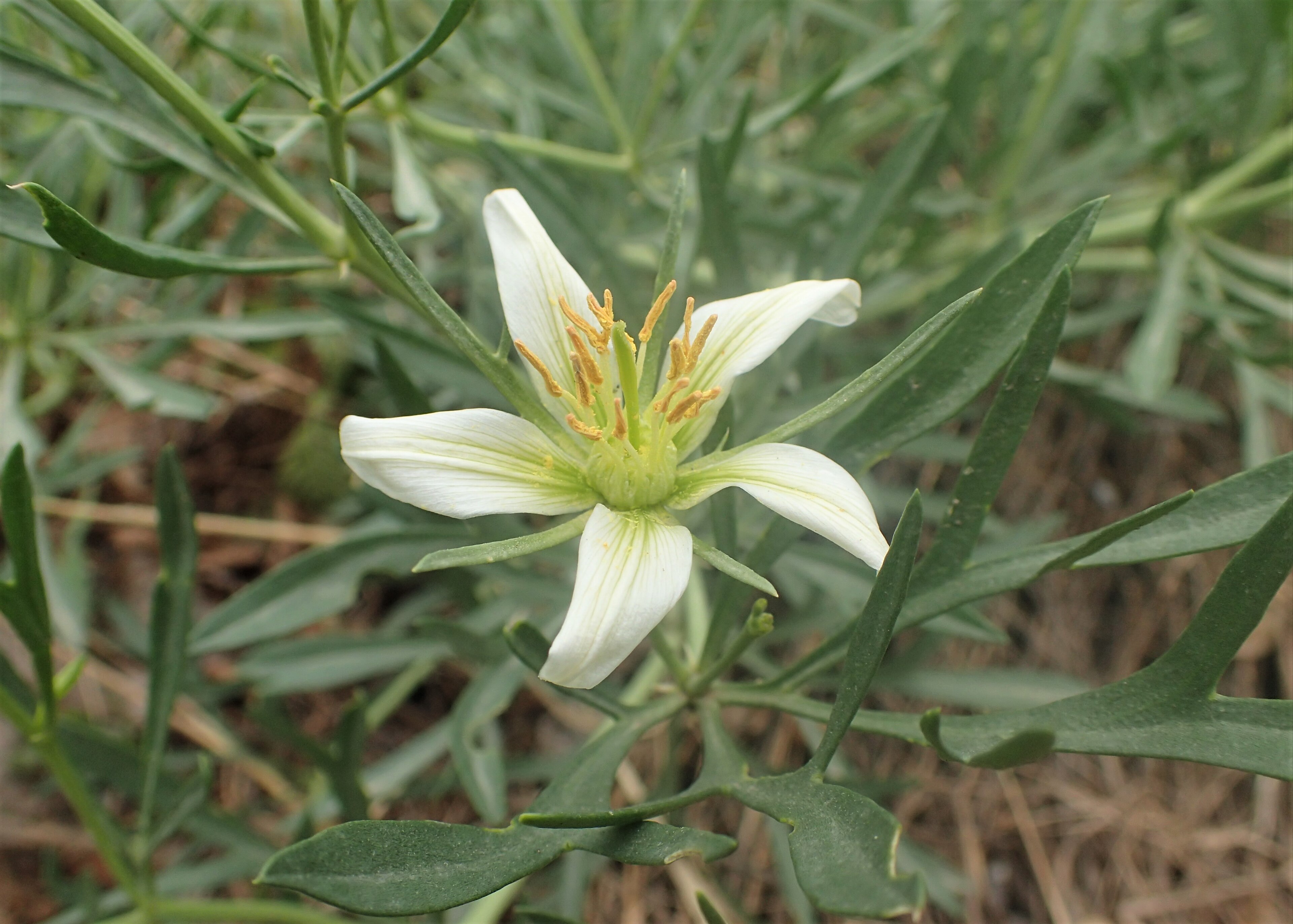 Peganum harmala (Syrian Rue)