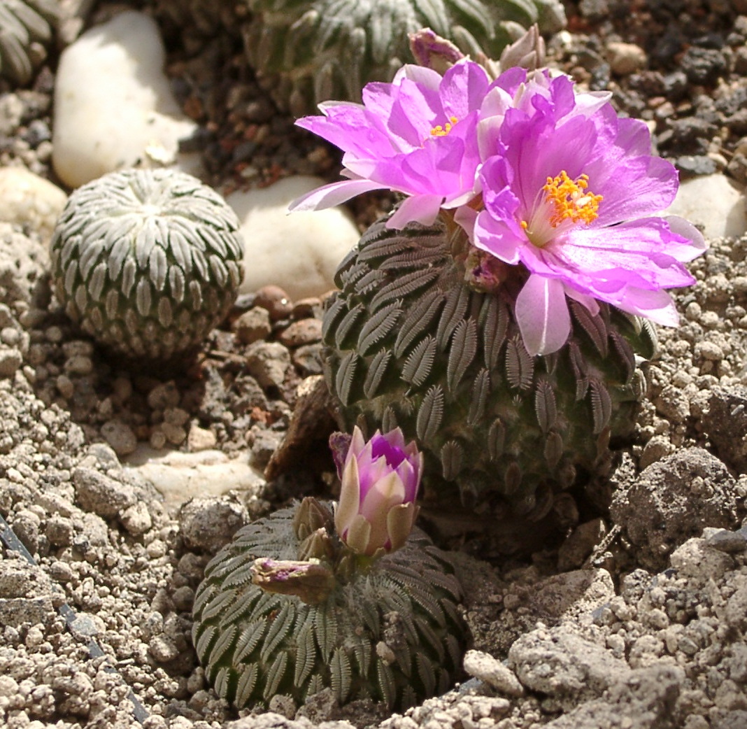 Pelecyphora aselliformis (Peyotillo)
