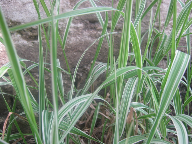 phalaris arundinacea