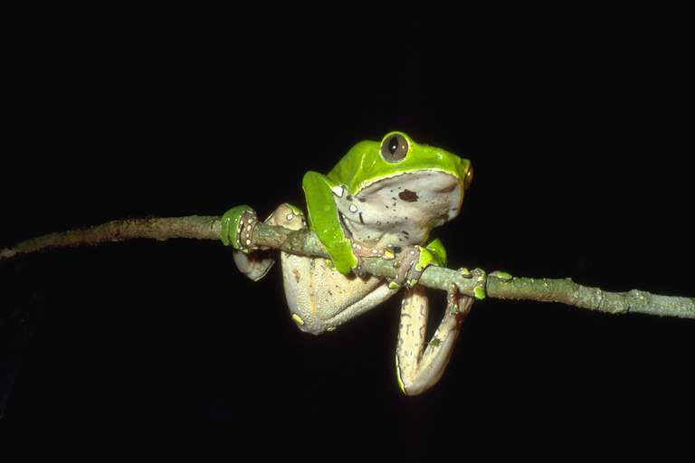 Phyllomedusa bicolor (Giant Leaf Frog)