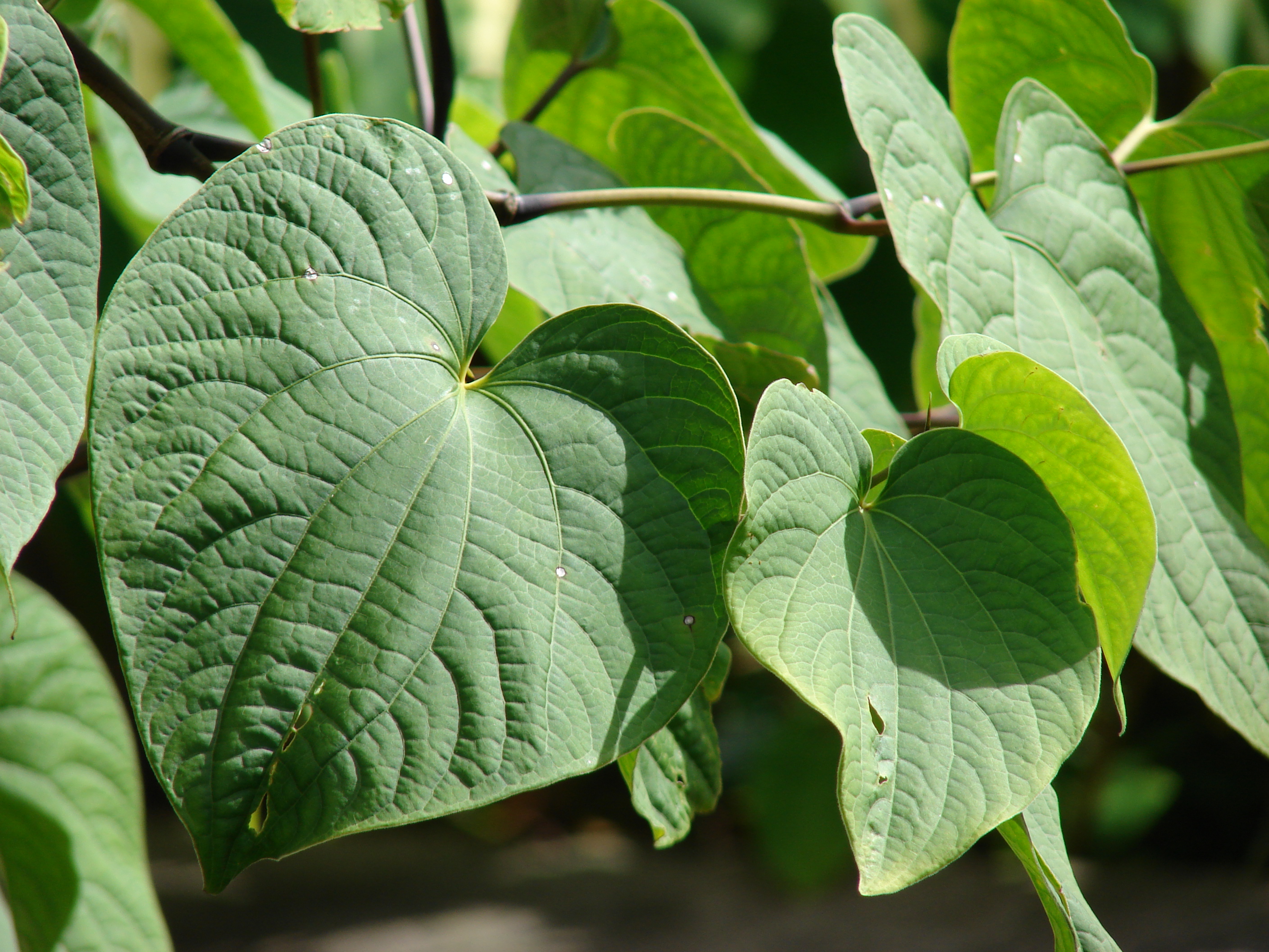 Piper methysticum (Kava)