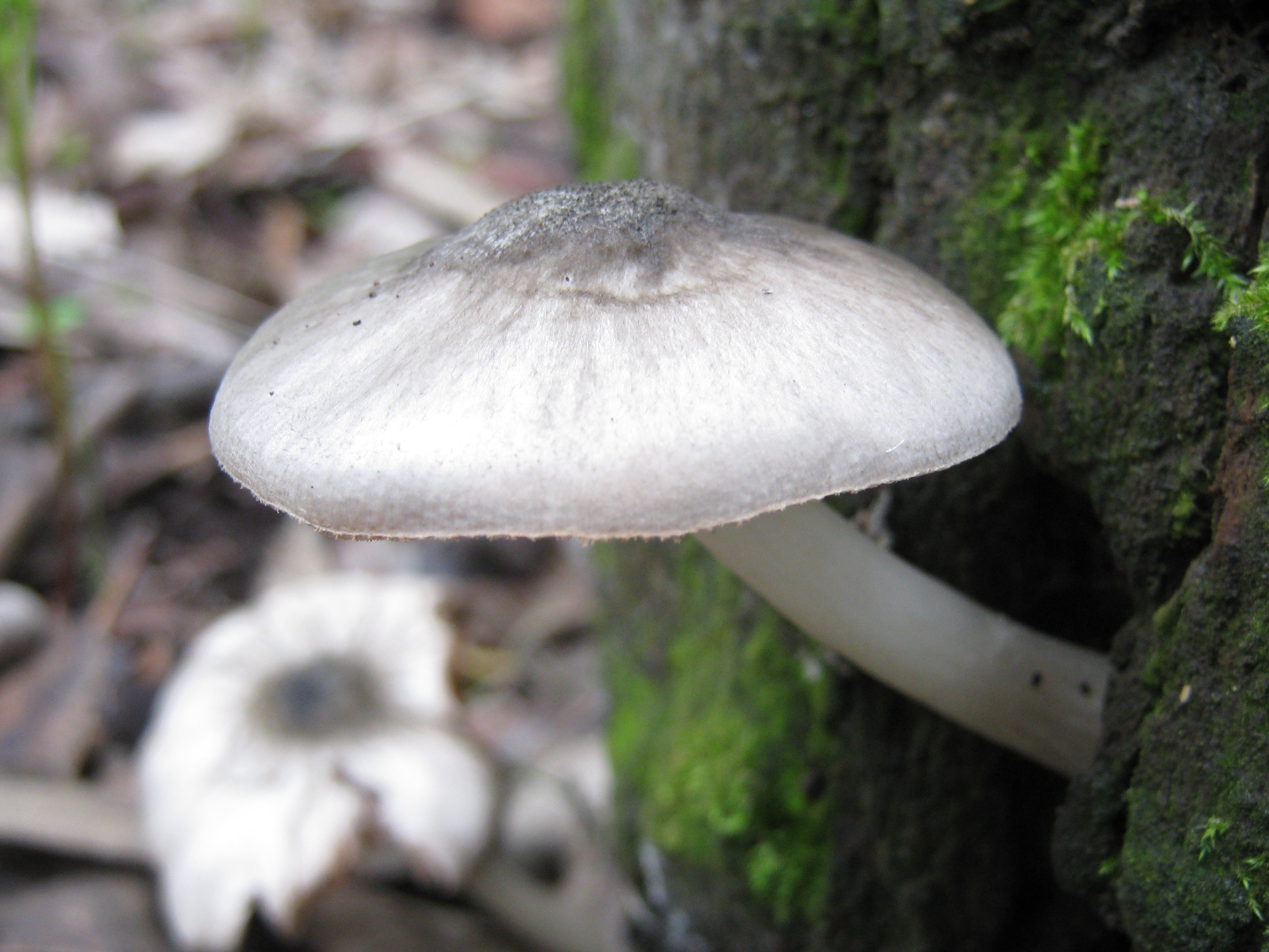 Pluteus salicinus (Knackered Cup)