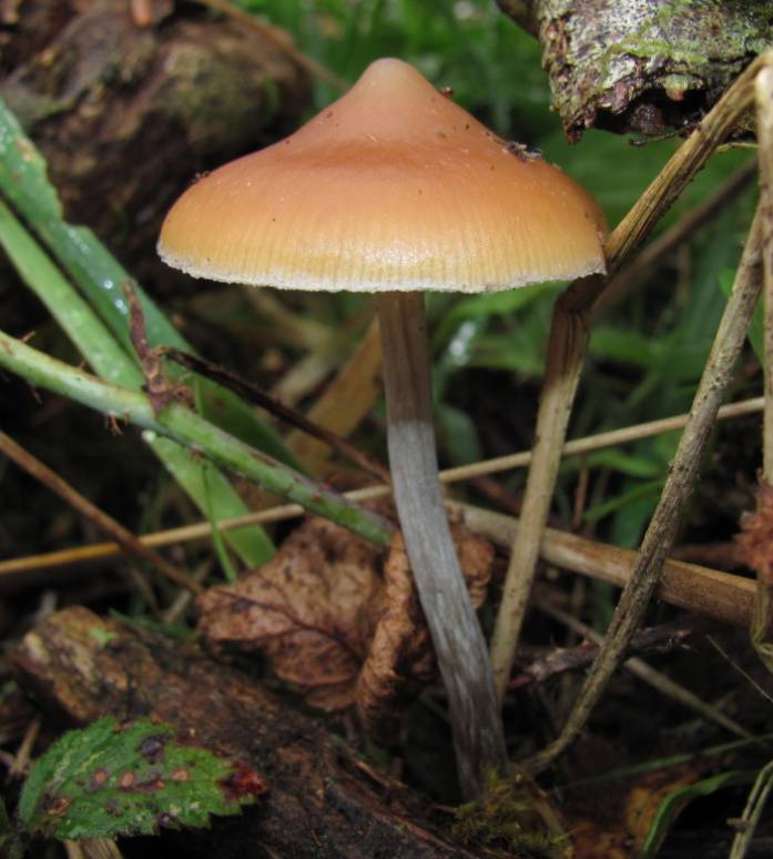 Psilocybe azurescens (Flying Saucer Mushroom)
