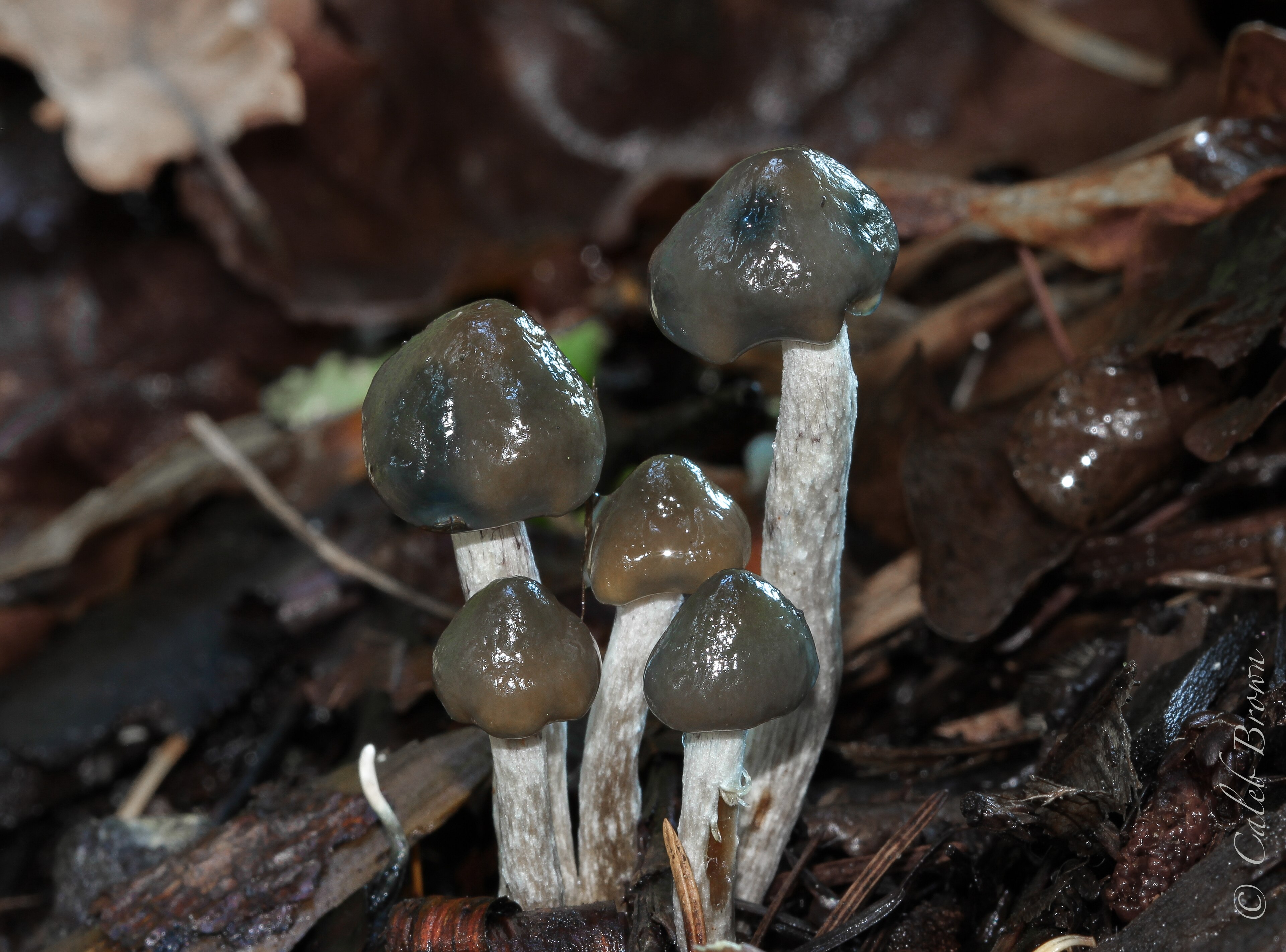 Psilocybe baeocystis (Bottle Cap)