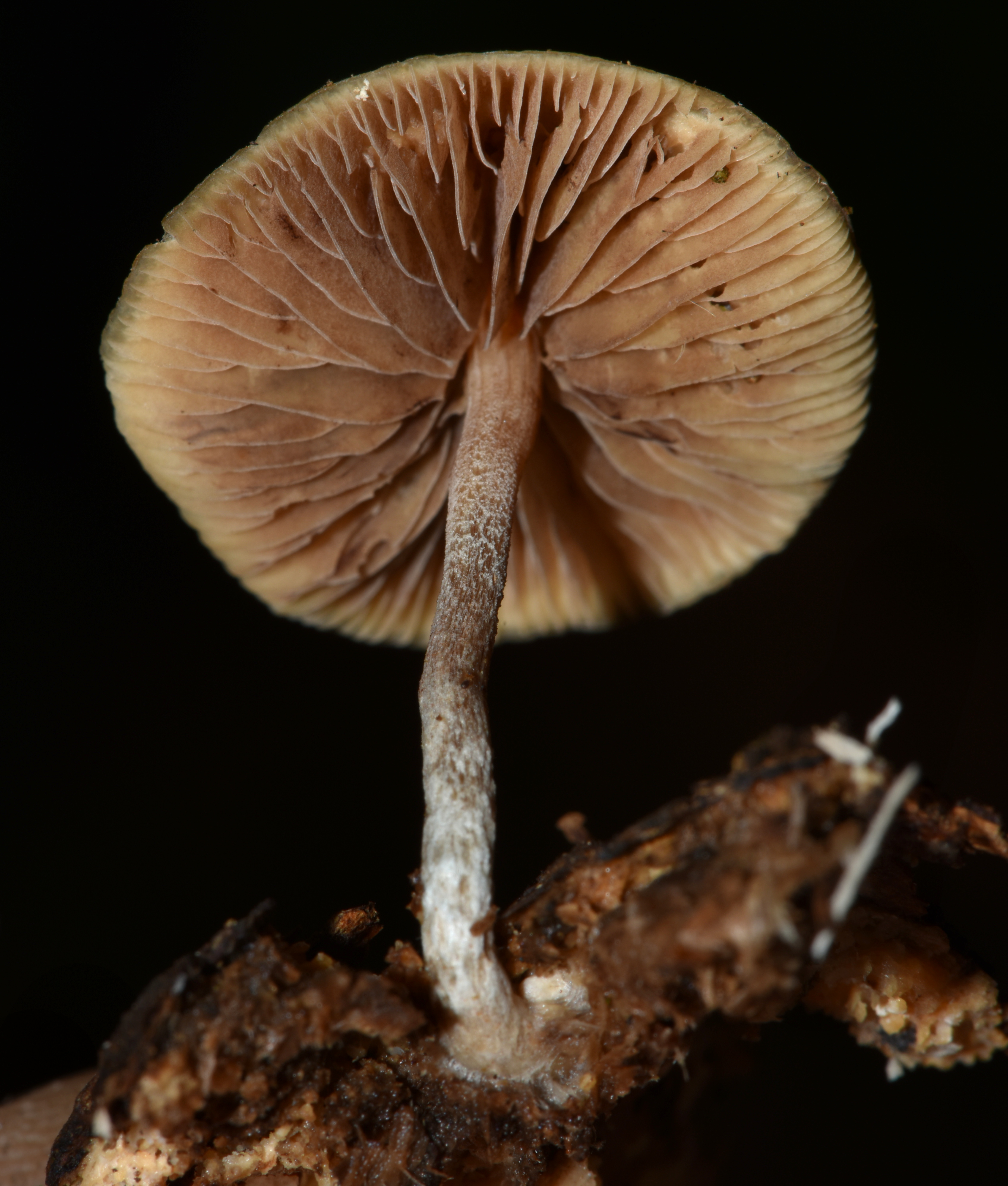Psilocybe caerulipes (Blue-Foot)