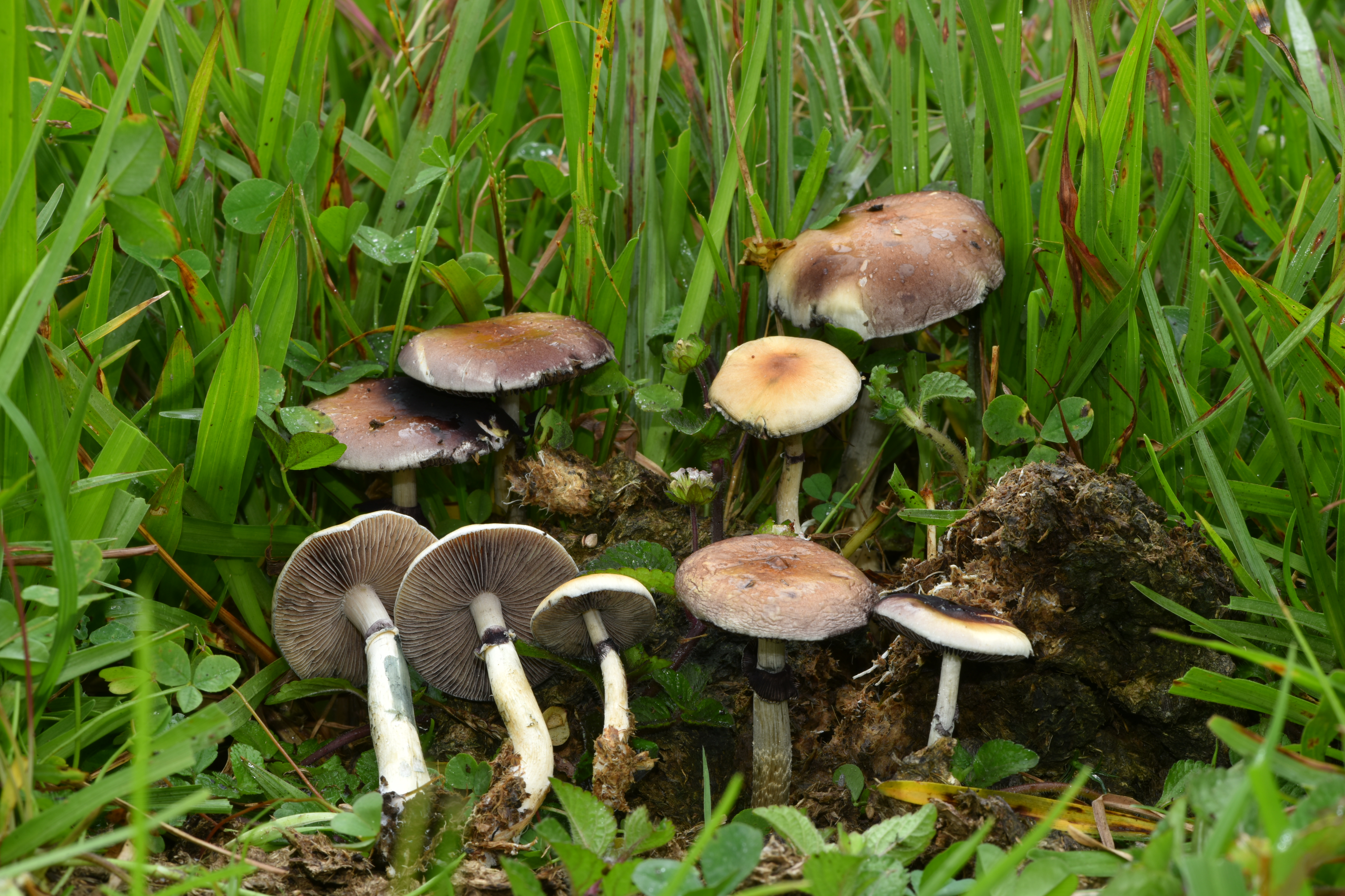 psilocybe cubensis