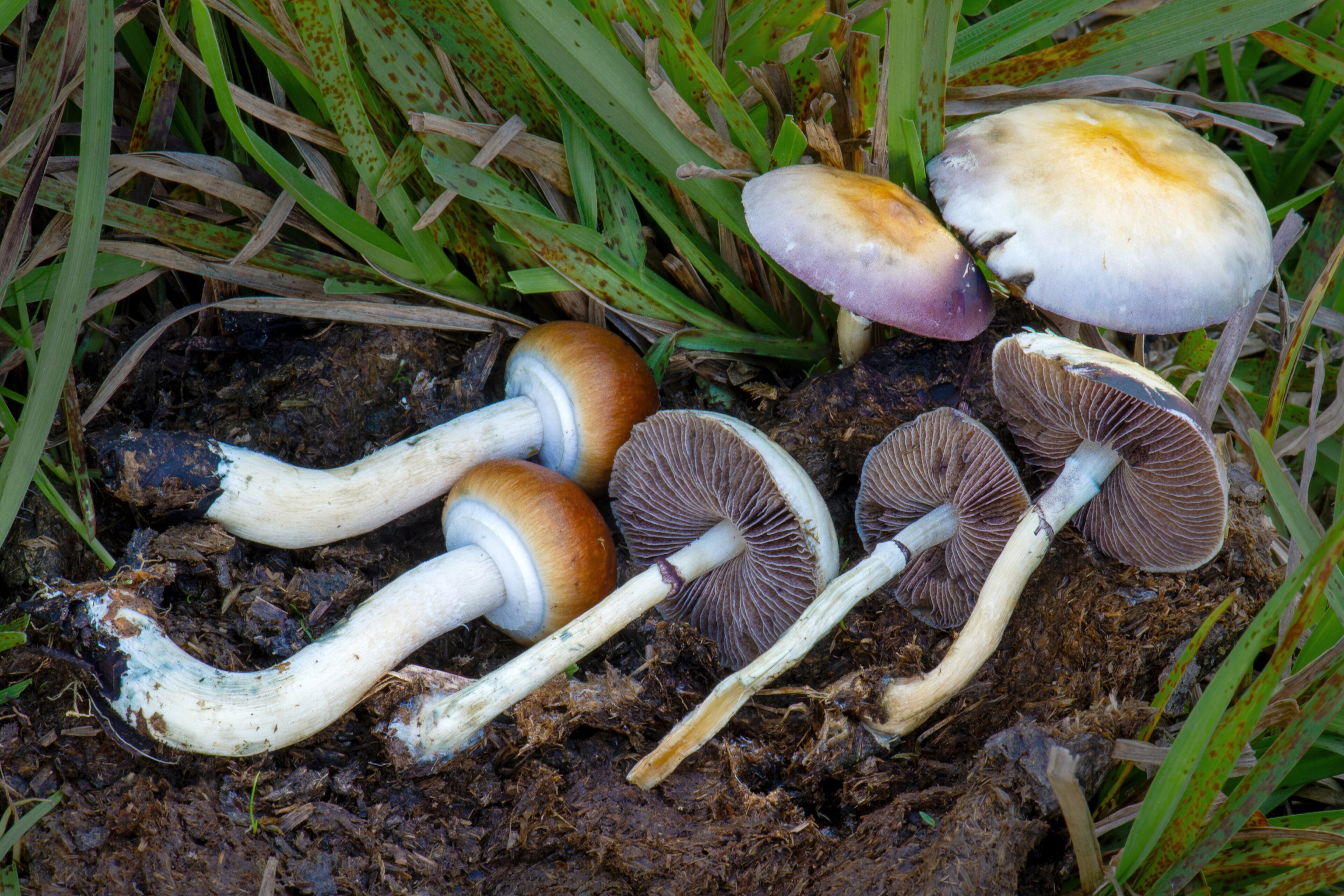 Psilocybe cubensis (Golden Teacher)