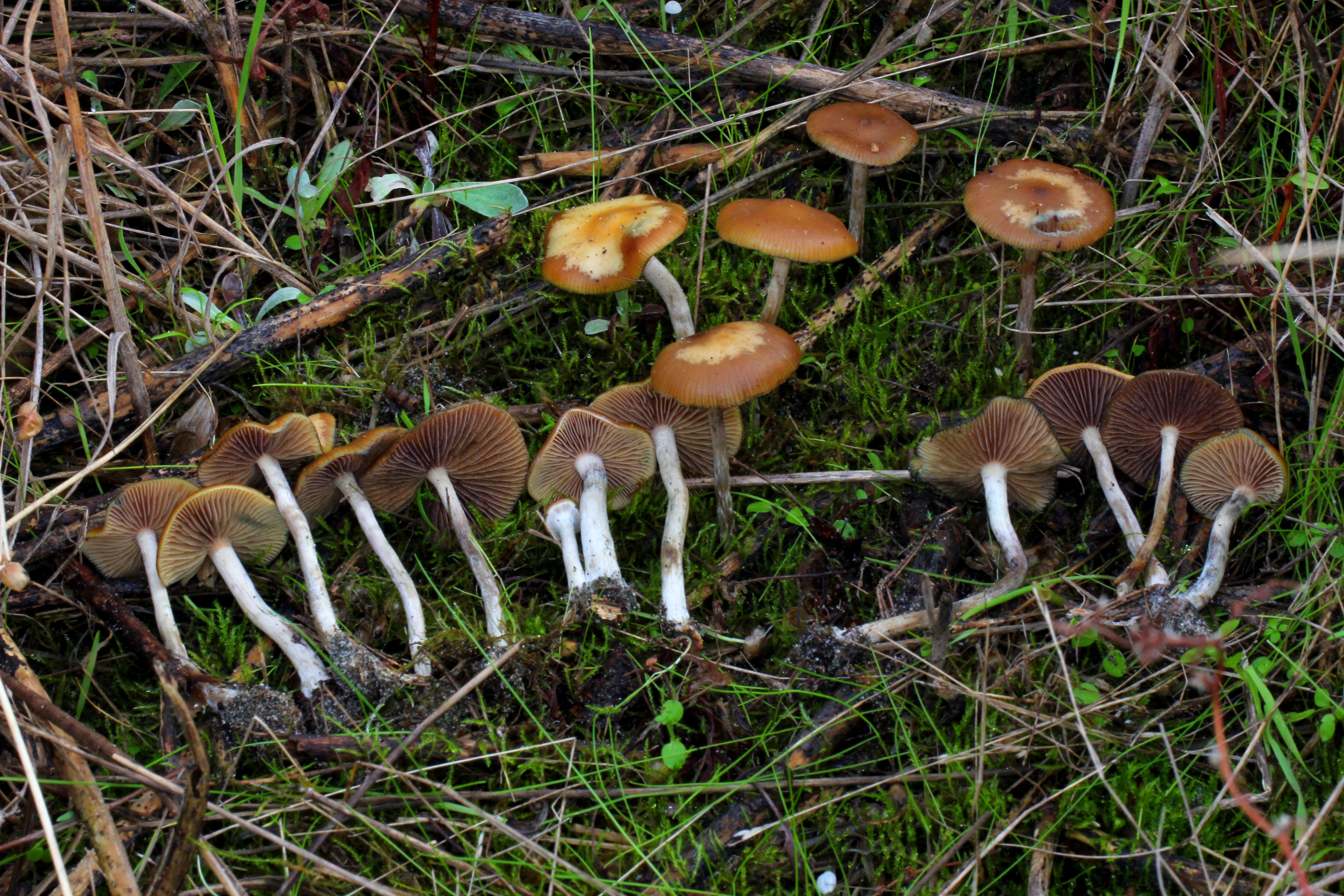 psilocybe cyanescens