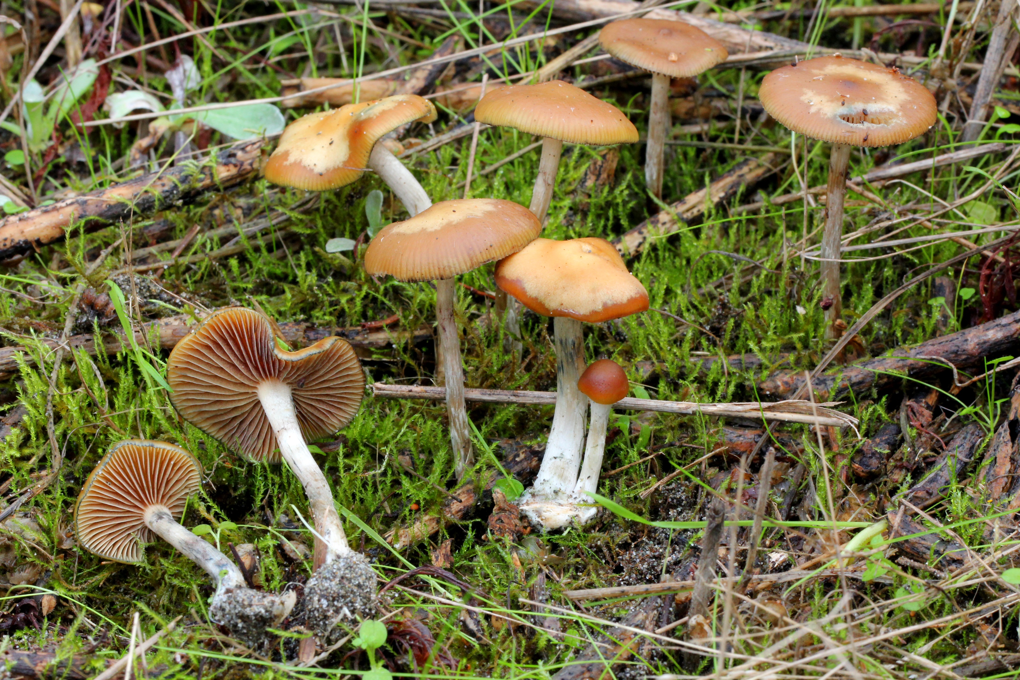 Psilocybe cyanescens (Wavy Cap)