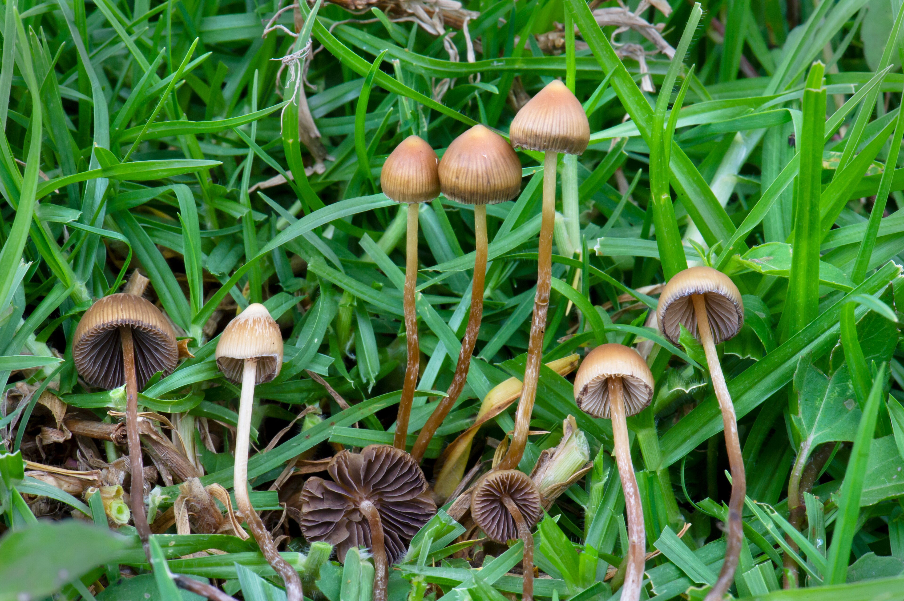 Psilocybe mexicana (Teonanácatl)