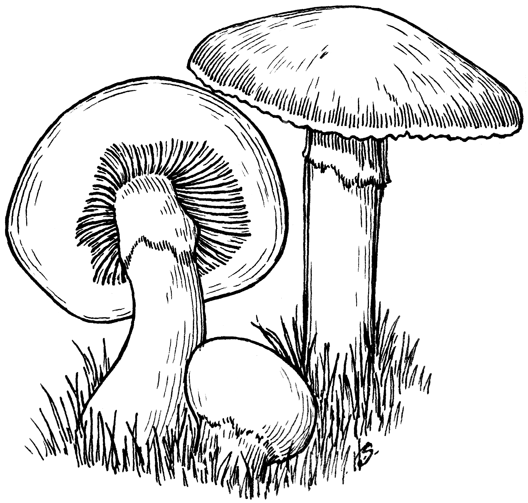 psilocybe natalensis