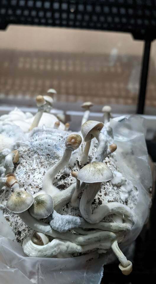 Psilocybe natalensis (Natal Super Strength)