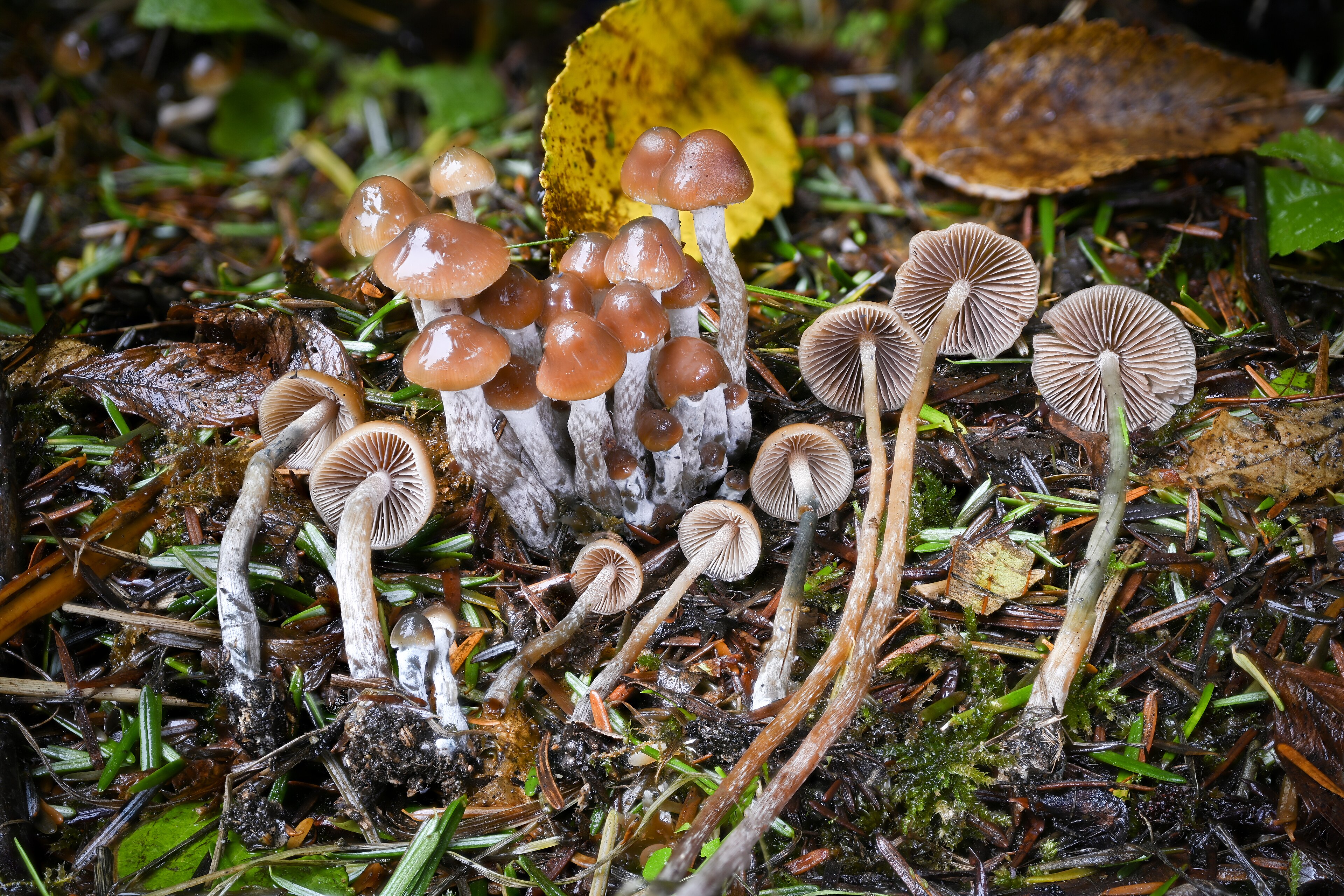 Psilocybe pelliculosa (Conifer Psilocybe)