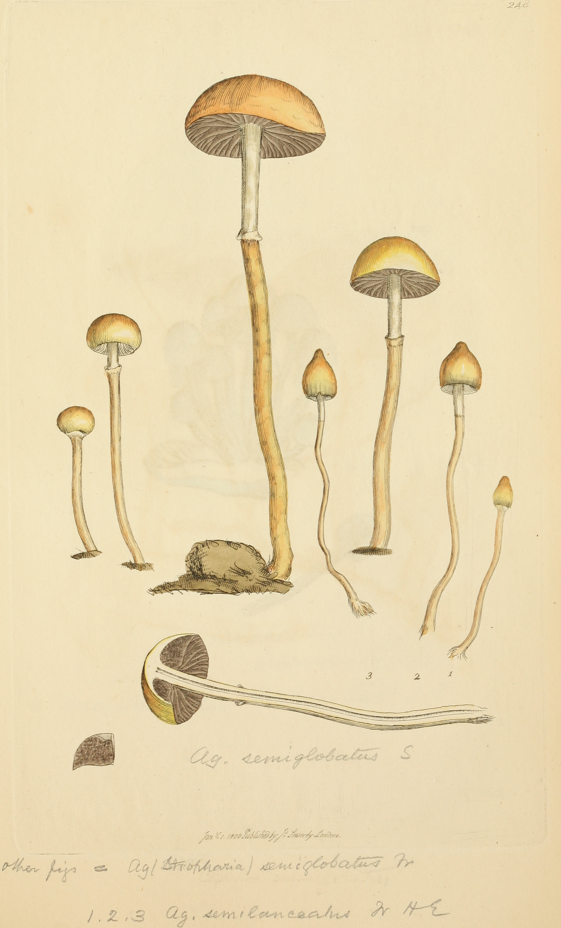 psilocybe semilanceata