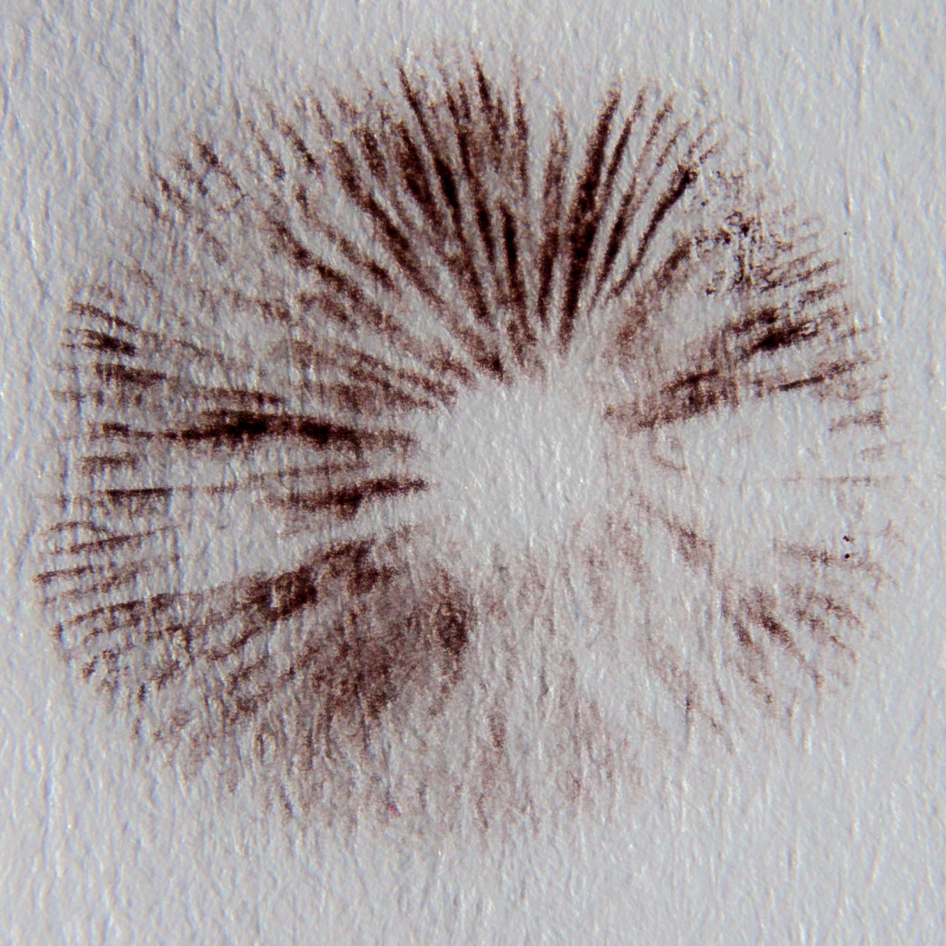 psilocybe semilanceata