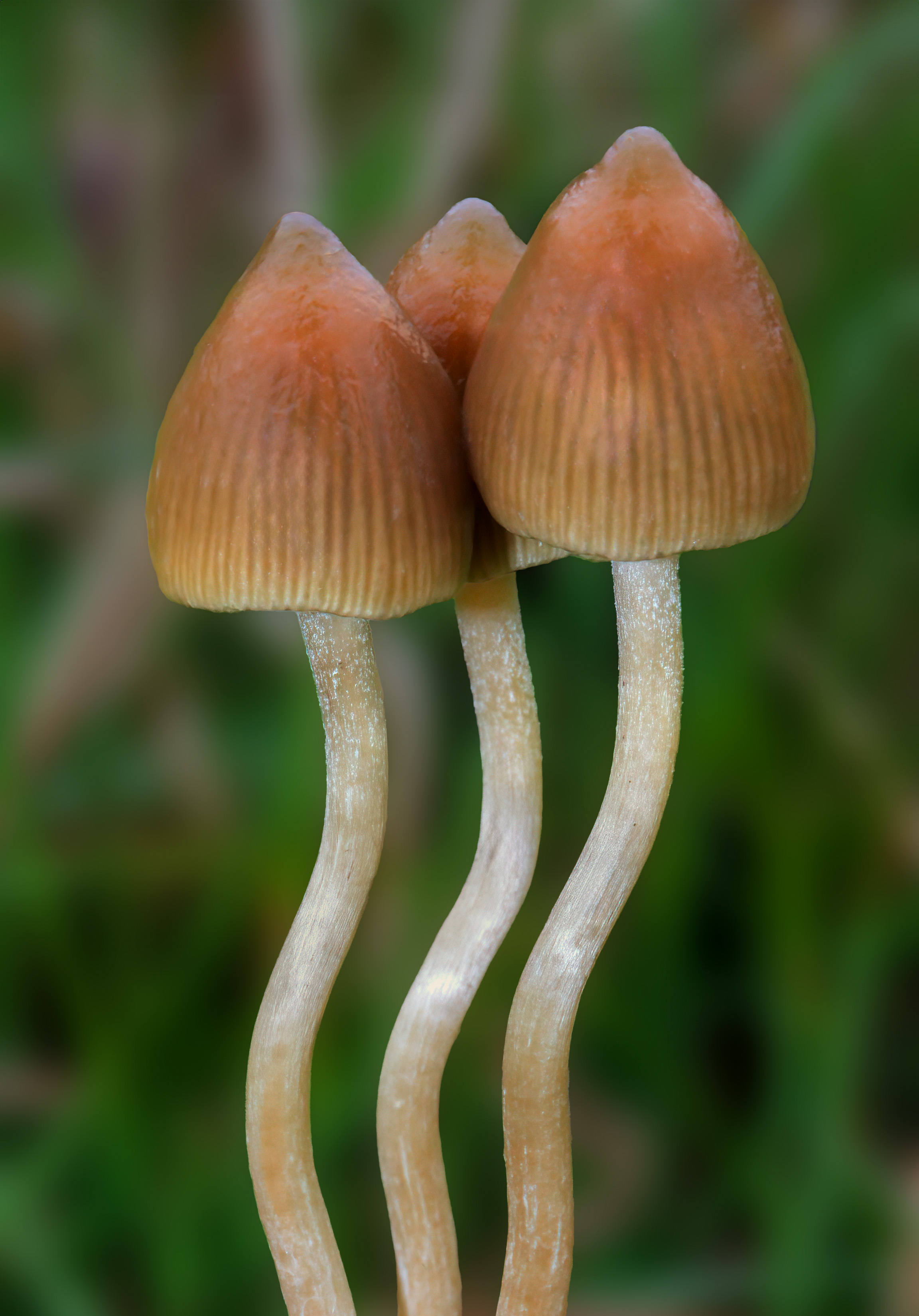 Psilocybe semilanceata (Liberty Cap)