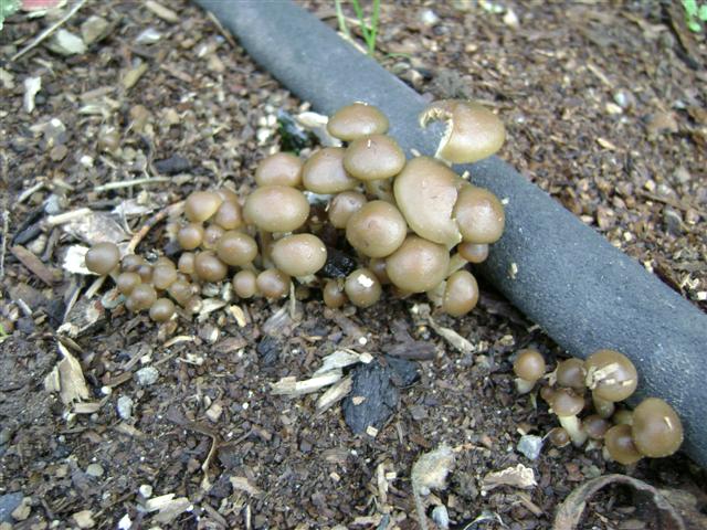 Psilocybe stuntzii (Stuntz's Blue Legs)