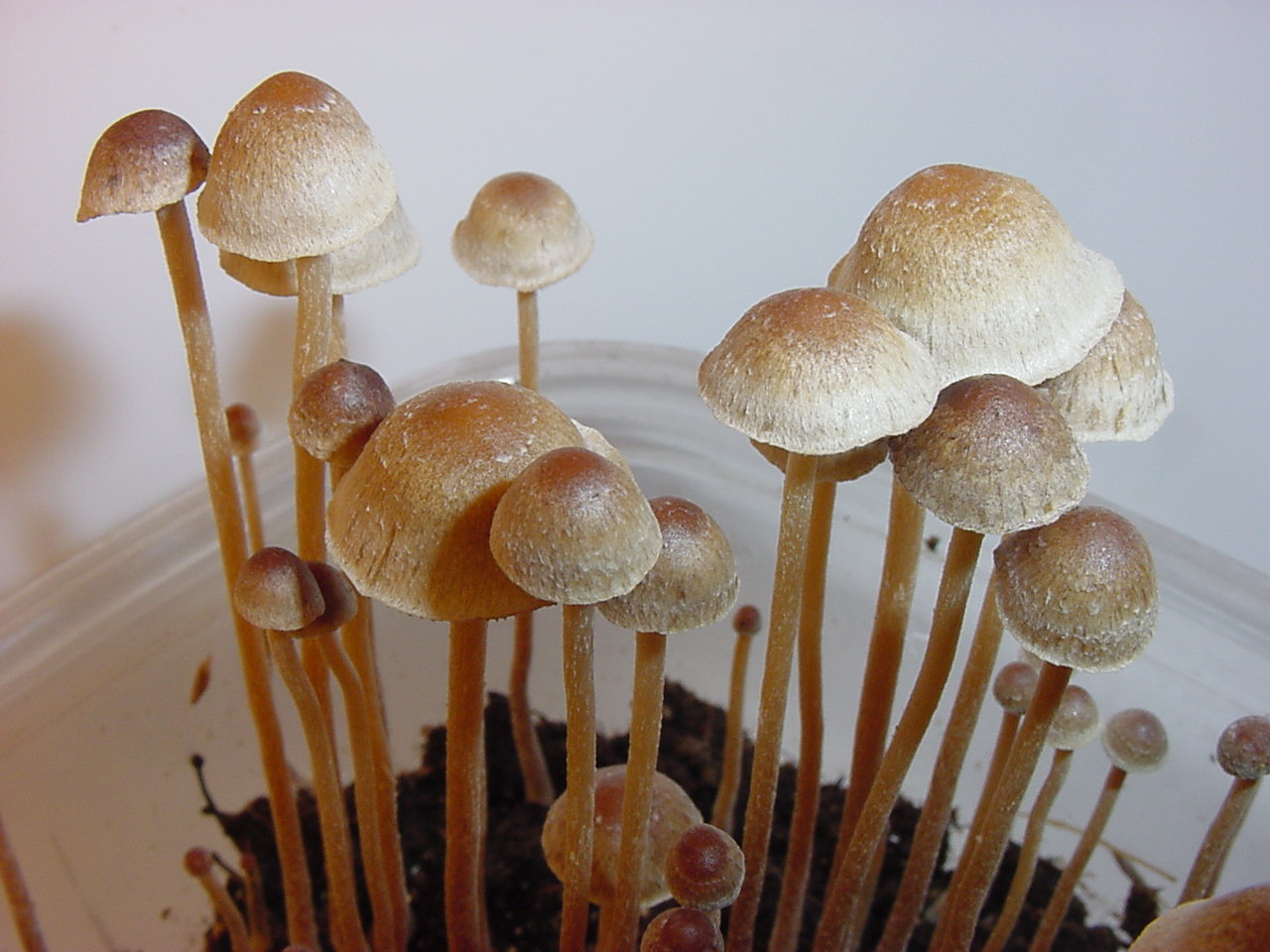 Psilocybe tampanensis (Philosopher's Stone)