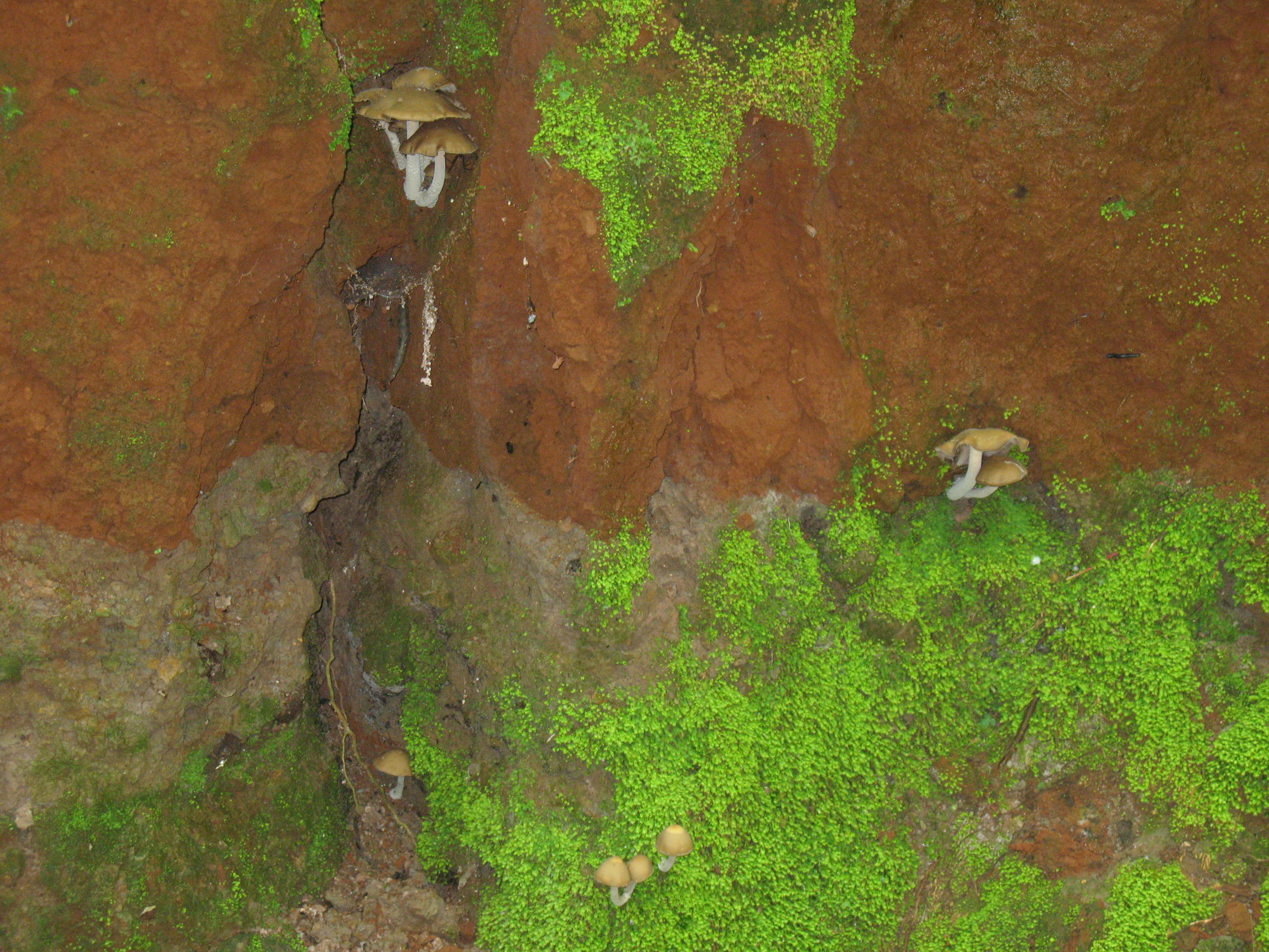 psilocybe zapotecorum