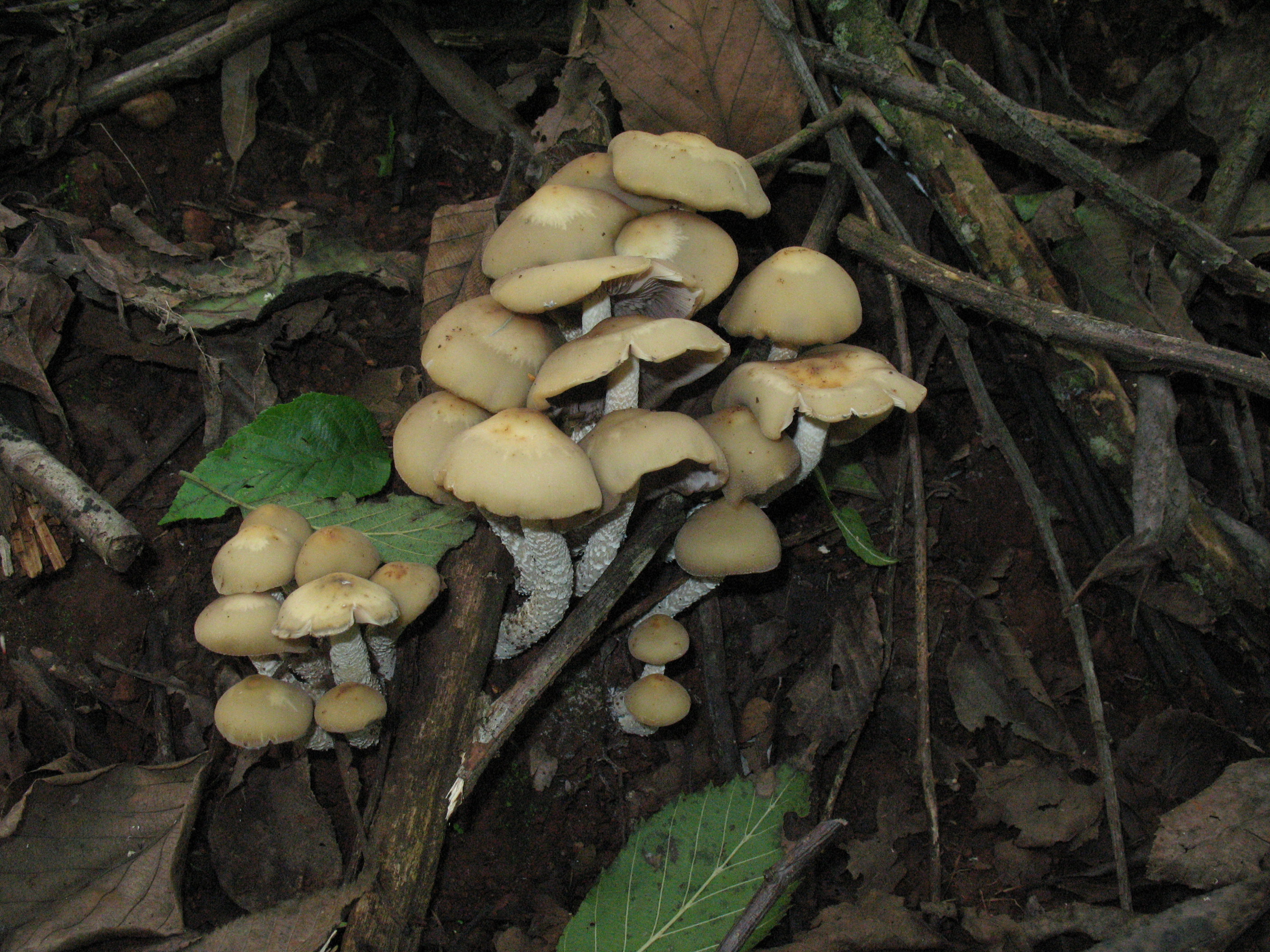 psilocybe zapotecorum